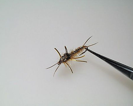 Picture of Golden StoneFly
