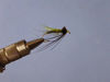 Picture of Sedge Pupa